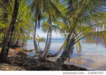 Tropical coastline with leaning palm trees at Estrella Beach Panama 138893787