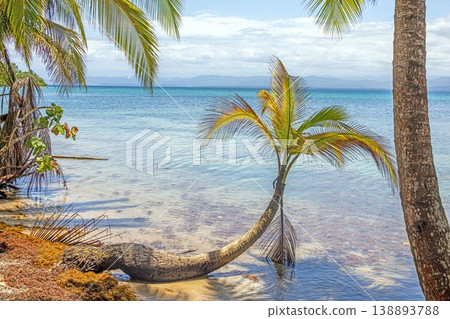 Palm trees framing tropical beach view in Bocas del Toro Panama Palm trees framing tropical beach view in Bocas del Toro Panama 138893788