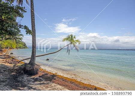 Curved palm tree above tropical beach with clear water Panama 138893790