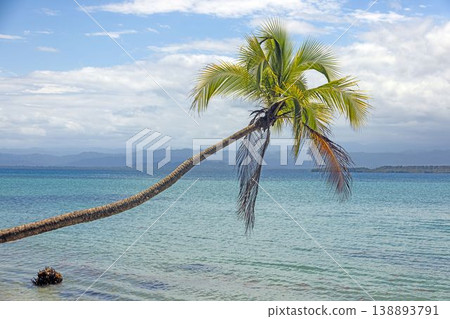 Single palm tree over calm tropical sea in Bocas del Toro 138893791