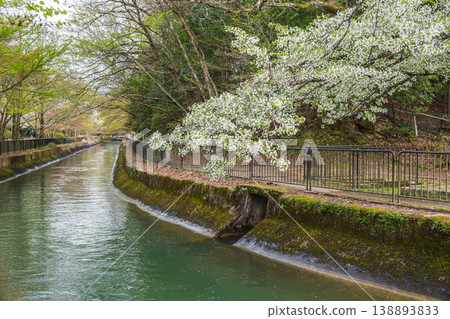 京都市琵琶湖運河春季景色 138893833
