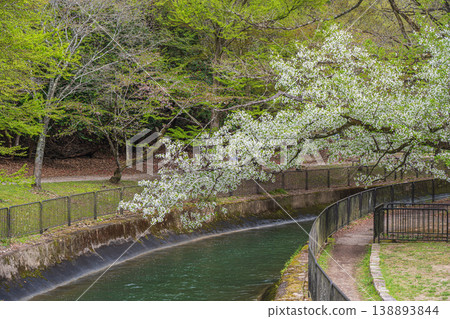 Lake Biwa Canal in Spring, Kyoto City Lake Biwa Canal in Spring, Kyoto City 138893844