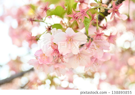 Cherry tree in full bloom Cherry tree in full bloom 138893855