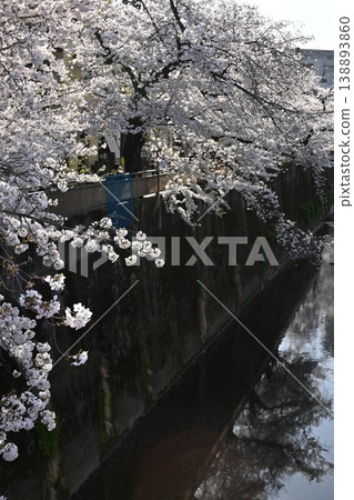 Cherry blossoms along the river full bloom Cherry blossoms along the river full bloom 138893860