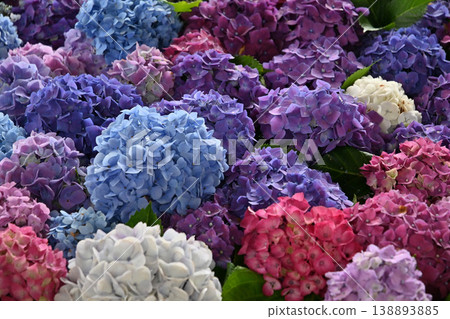 Colorful hydrangea Colorful hydrangea 138893885