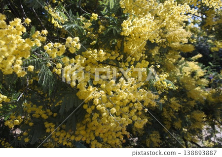 Yellow mimosa in full bloom Yellow mimosa in full bloom 138893887
