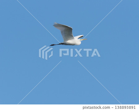 White egrets fly in the blue sky 138893891