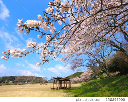 Kotonami Dokidoki Park Cherry Blossoms 2026, Mannō Town, Kagawa Prefecture 15 Kotonami Dokidoki Park Cherry Blossoms 2026, Mannō Town, Kagawa Prefecture 15 138893900
