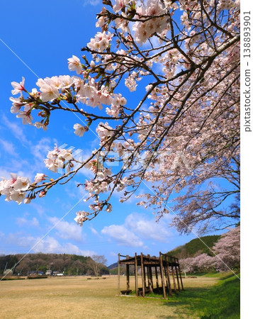 Kotonami Dokidoki Park Cherry Blossoms 2026, Mannō Town, Kagawa Prefecture 14 Kotonami Dokidoki Park Cherry Blossoms 2026, Mannō Town, Kagawa Prefecture 14 138893901