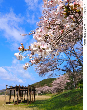 香川縣萬能町 Kotonami Dokidoki Park 櫻花 2026 11 香川縣萬能町 Kotonami Dokidoki Park 櫻花 2026 11 138893904