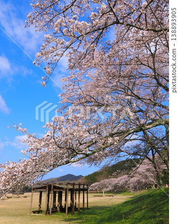 香川縣萬能町 Kotonami Dokidoki Park 櫻花 2026 年 9 月 香川縣萬能町 Kotonami Dokidoki Park 櫻花 2026 年 9 月 138893905