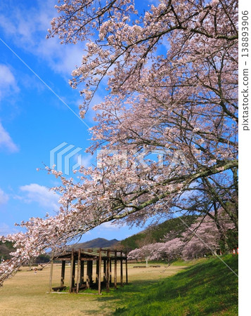 Kotonami Dokidoki Park Cherry Blossoms 2026, Mannō Town, Kagawa Prefecture 10 Kotonami Dokidoki Park Cherry Blossoms 2026, Mannō Town, Kagawa Prefecture 10 138893906
