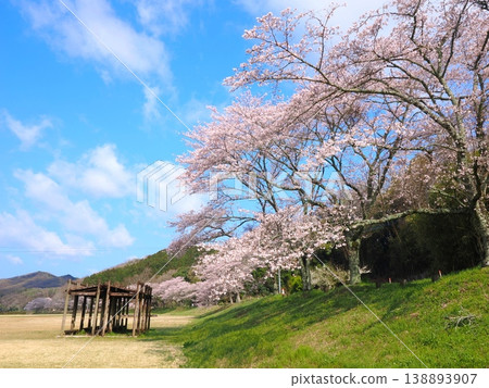 香川縣萬能町 Kotonami Dokidoki Park 櫻花 2026 8 138893907