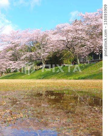 香川縣萬能町琴波心跳公園櫻花2026 香川縣萬能町琴波心跳公園櫻花2026 138893909