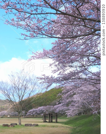 香川縣萬能町 Kotonami Dokidoki Park 櫻花 2026 5 香川縣萬能町 Kotonami Dokidoki Park 櫻花 2026 5 138893910