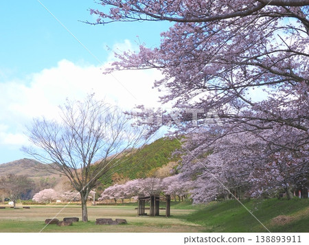 Kotonami Dokidoki Park Cherry Blossoms 2026, Mannō Town, Kagawa Prefecture 4 Kotonami Dokidoki Park Cherry Blossoms 2026, Mannō Town, Kagawa Prefecture 4 138893911