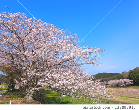 香川縣萬能町 Kotonami Dokidoki Park 櫻花 2026 香川縣萬能町 Kotonami Dokidoki Park 櫻花 2026 138893913
