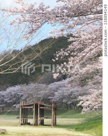 香川縣萬能町 Kotonami Dokidoki Park 櫻花 2026 19 138894149