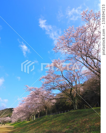 香川縣萬能町 Kotonami Dokidoki Park 櫻花 2026 138894153