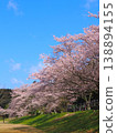 香川縣萬濃町琴波心跳公園櫻花 2026 25 138894155
