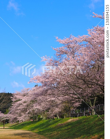 香川縣萬濃町琴波心跳公園櫻花 2026 25 138894155