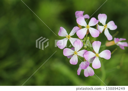 野蘿蔔花在柔和的綠色背景下呈現散景效果。 138894249