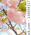 香川縣善通寺市五學之鄉市民聚集山公園的春天（48） 138894317