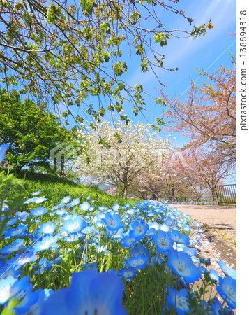 Springtime at Gogaku-no-Sato Citizens' Gathering Hill Park in Zentsuji City, Kagawa Prefecture (47) Springtime at Gogaku-no-Sato Citizens' Gathering Hill Park in Zentsuji City, Kagawa Prefecture (47) 138894318