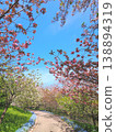 香川縣善通寺市五學之鄉市民聚集山公園的春天（46） 138894319