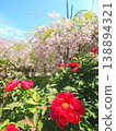 香川縣善通寺市五學之鄉市民聚集山公園的春天（44） 138894321