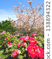 香川縣善通寺市五學之鄉市民聚集山公園的春天（43） 138894322