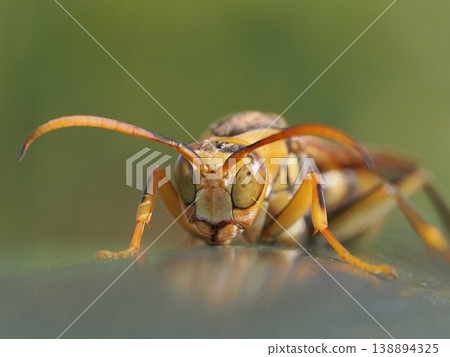 Black-legged paper wasp, male face Black-legged paper wasp, male face 138894325
