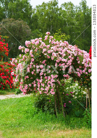 Bush of soft pink rose flowers blooming in garden with green leaves and natural background Bush of soft pink rose flowers blooming in garden with green leaves and natural background 138894813
