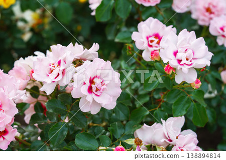 Branch of soft pink with red center rose flowers blooming in garden on green natural background Branch of soft pink with red center rose flowers blooming in garden on green natural background 138894814