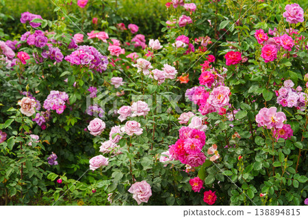 Branch of soft pink rose flowers blooming in garden with green leaves and natural background Branch of soft pink rose flowers blooming in garden with green leaves and natural background 138894815