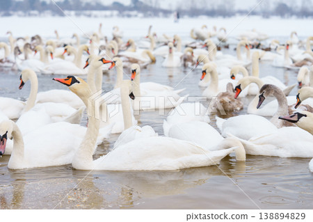 Large bird family, flock of white mute swans swimming together on icy winter lake, wildlife scene Large bird family, flock of white mute swans swimming together on icy winter lake, wildlife scene 138894829