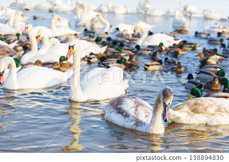 White swans and ducks swimming on winter lake with icy water. Migration and natural animal behavior White swans and ducks swimming on winter lake with icy water. Migration and natural animal behavior 138894830