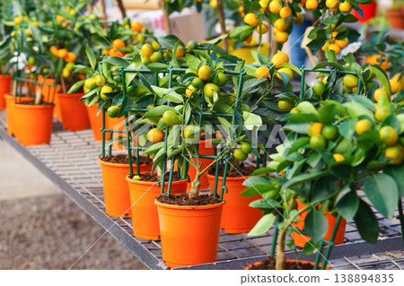 Potted Nagami Kumquat Tree, Citrus japonica with orange fruits in nursery garden of flower shop Potted Nagami Kumquat Tree, Citrus japonica with orange fruits in nursery garden of flower shop 138894835