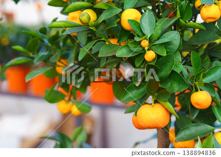 Branch of Calamondin Tree Citrus microcarpa with ripe orange fruits growing in garden center nursery Branch of Calamondin Tree Citrus microcarpa with ripe orange fruits growing in garden center nursery 138894836