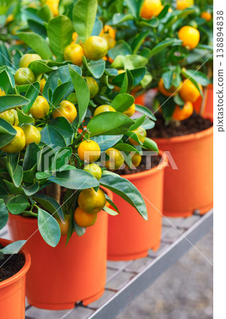 Potted Calamondin Citrus microcarpa tree with orange fruits in garden center greenhouse, flower shop Potted Calamondin Citrus microcarpa tree with orange fruits in garden center greenhouse, flower shop 138894838