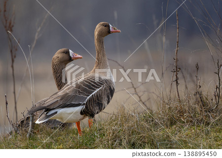 White Fronted Goose (Anser albifrons) which breeds in Greenland. 138895450