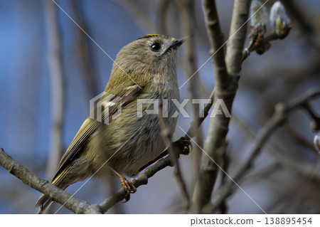 Goldcrest (Regulus regulus) perching on tree. 138895454