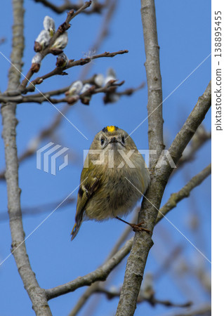 Goldcrest (Regulus regulus) perching on tree. 138895455