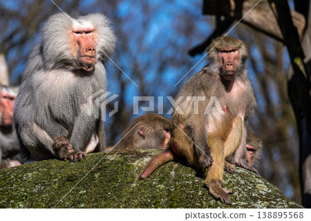The hamadryas baboon, Papio hamadryas is a species of baboon The hamadryas baboon, Papio hamadryas is a species of baboon 138895568