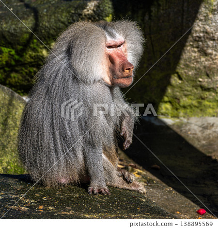 The hamadryas baboon, Papio hamadryas is a species of baboon The hamadryas baboon, Papio hamadryas is a species of baboon 138895569