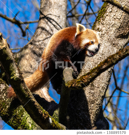 The red panda, Ailurus fulgens, also called the lesser panda. The red panda, Ailurus fulgens, also called the lesser panda. 138895570