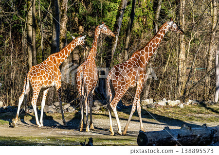 The giraffe, Giraffa camelopardalis is an African mammal 138895573