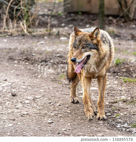 European Grey Wolf, Canis lupus swimming in a water pond 138895578