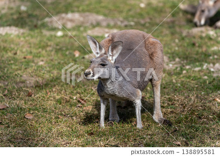 The red kangaroo, Macropus rufus is the largest of all kangaroos and the largest extant marsupial. The red kangaroo, Macropus rufus is the largest of all kangaroos and the largest extant marsupial. 138895581