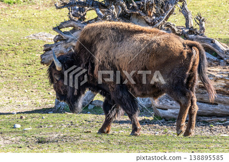American buffalo known as bison, Bos bison in a german park American buffalo known as bison, Bos bison in a german park 138895585